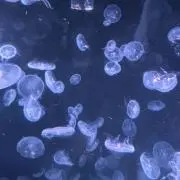 なんの画像