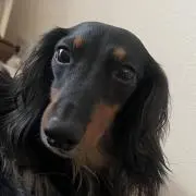 のりまきの画像