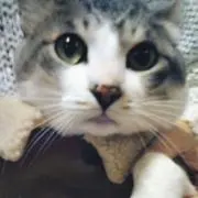 愛理ミケの画像