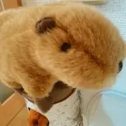 もぐりん⭐の画像