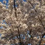 ruru
