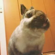 鏡
