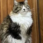 デイゴの画像