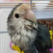 ゆう坊ママちゃん