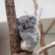 yuppiの画像