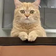 さんぼんがわの画像