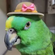 ちょびの画像