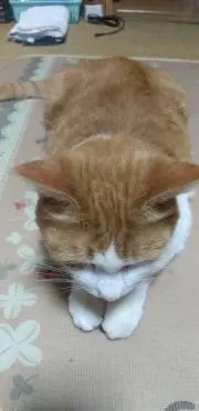 ももの画像