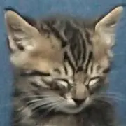 まむ