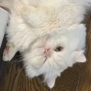 まいちーの画像
