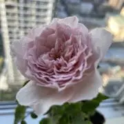 プロフィール必ずご確認を^_^の画像
