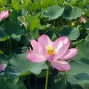 カイクウ&プロフご一読下さいの画像