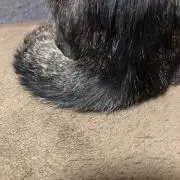 パイナップル