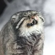 まぬるねこの画像