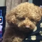 がっしゃんの画像