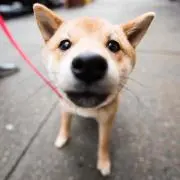 okdokd
