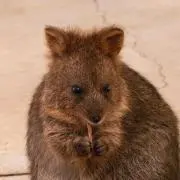 くみみの画像
