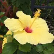 Alohaの画像
