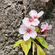 マユの画像