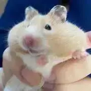 ピーピーの画像
