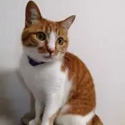 ハナの画像