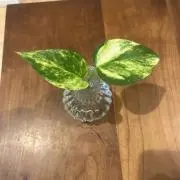 やっさんの画像