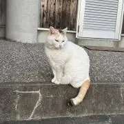 Hの画像