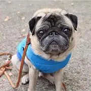 はなこの画像