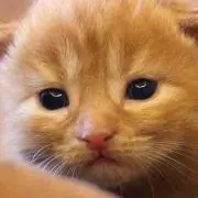 即購入OK★みー坊