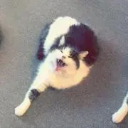 たまの画像