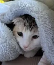 だんごむしの画像