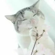 IImの画像