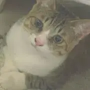さの画像