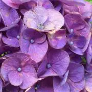 ＊紫陽花屋敷＊の画像