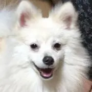 ラシオーネの画像