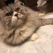 じゃがびー
