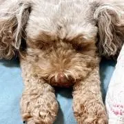 よっしー