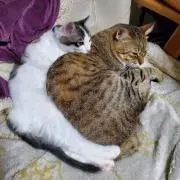 よっこさんの画像