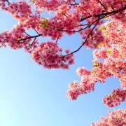 ハナペロ