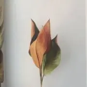 コニーの画像