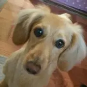 MECHI