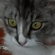 キノコのさとの画像