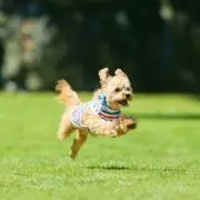 こにゃんたの画像