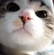 chibimak