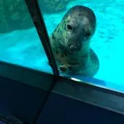 きむちよの画像