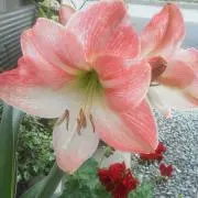 amaryllis