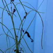 たかみなの画像