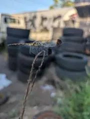 ピンポンの画像