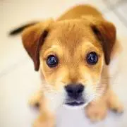 Image of puppy