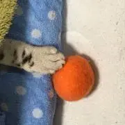 かんきつ類の画像